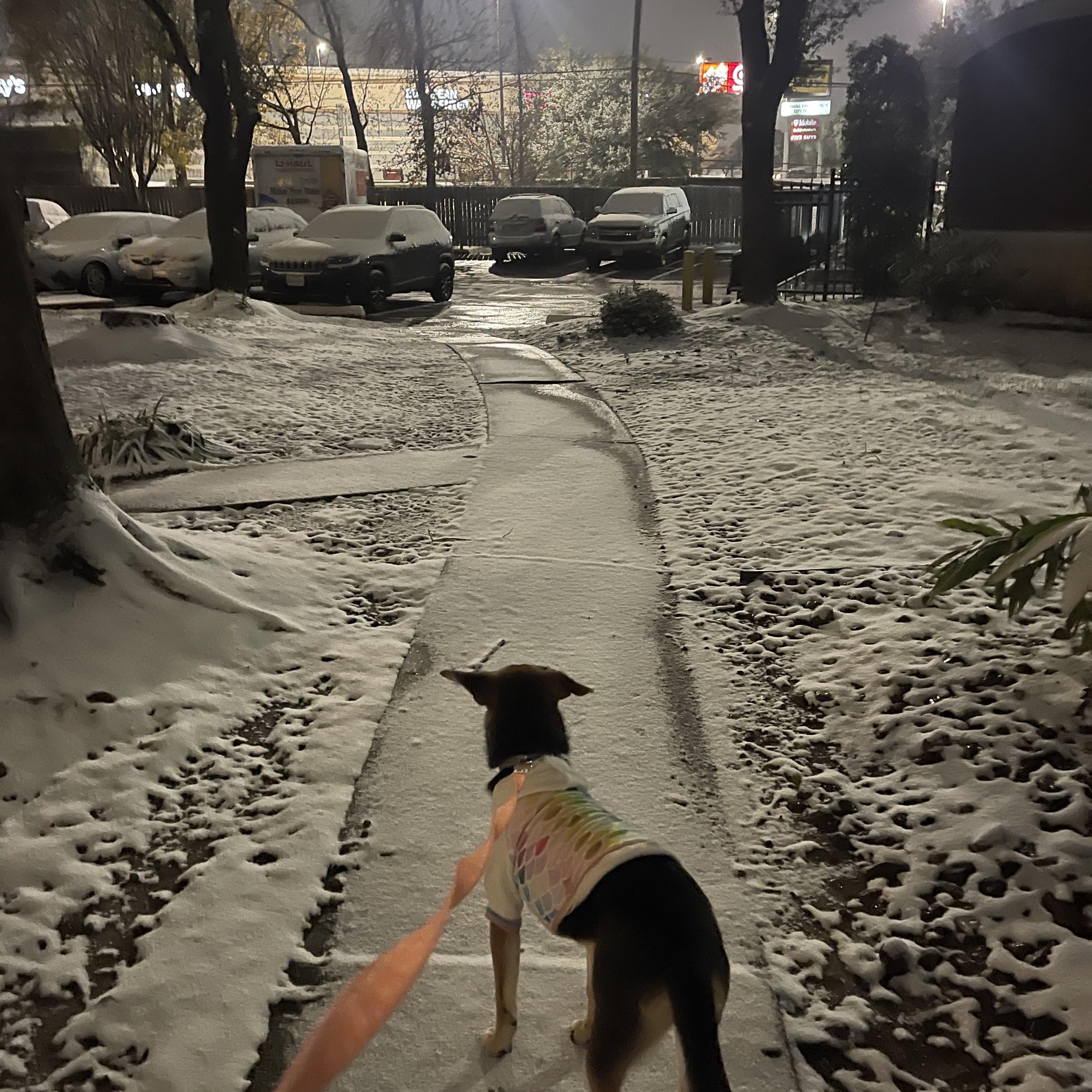 Freya, an adopted mixed breed in Wilmington, NC image 4/6