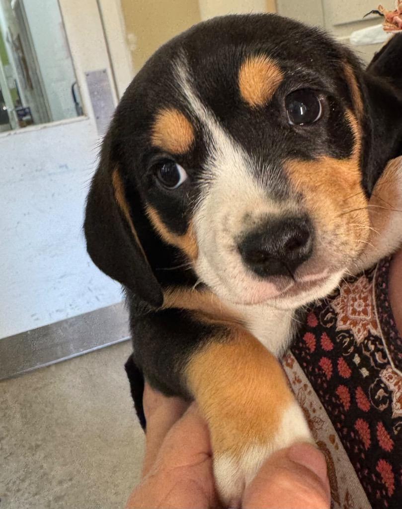 Al Ca-paw-n, Adoptable, Puppy Male Beagle & Dachshund.