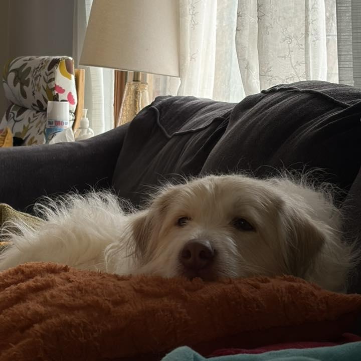 Enlarge Mia May, a ADOPTABLE mixed breed in Racine, WI image 3/3