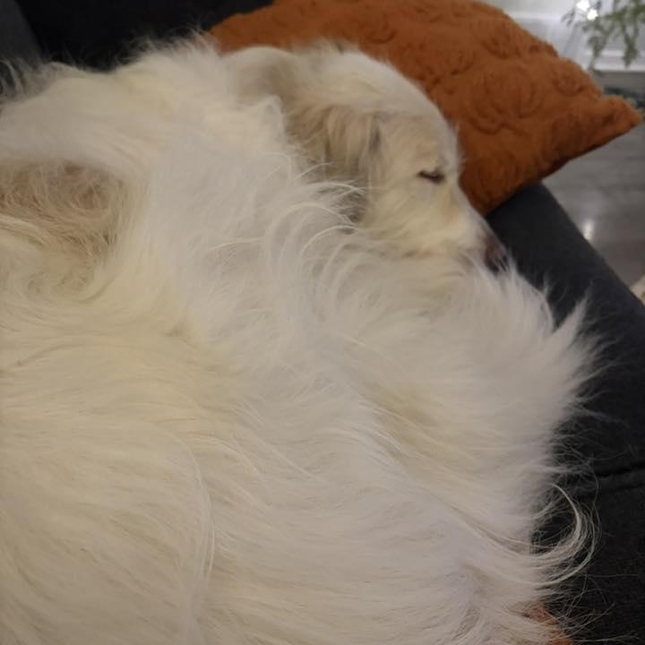 Enlarge Mia May, a ADOPTABLE mixed breed in Racine, WI image 2/3