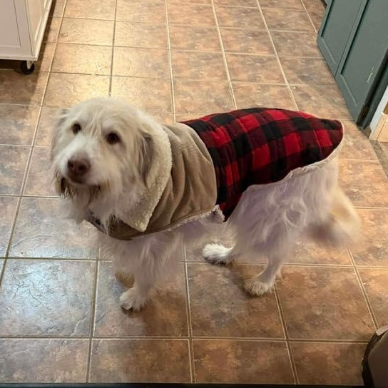 Mia May, ADOPTABLE, Adult Female Wheaten Terrier & Poodle.