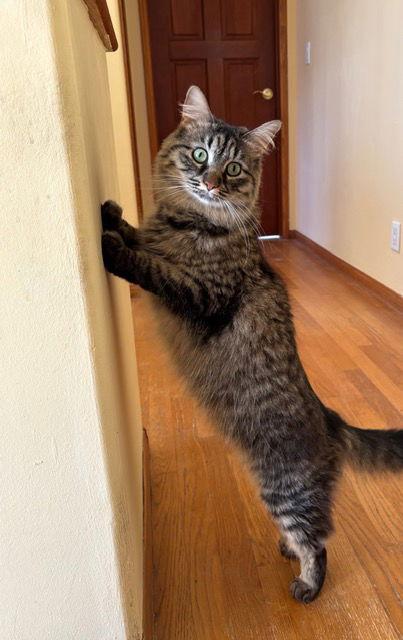 Asrael, Adoptable, Adult Female Tabby & Domestic Medium Hair.