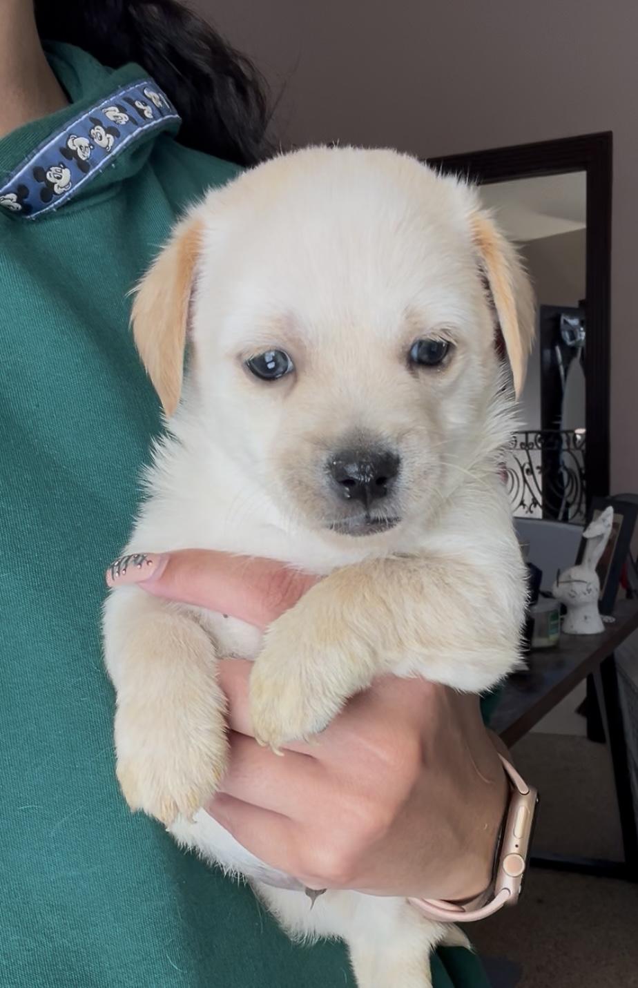 Biscuit, ADOPTABLE, Puppy Male Chiweenie.