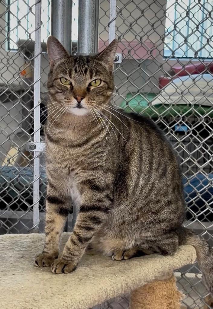 Enlarge Zora, a Adoptable mixed breed in Peoria, AZ image 2/5