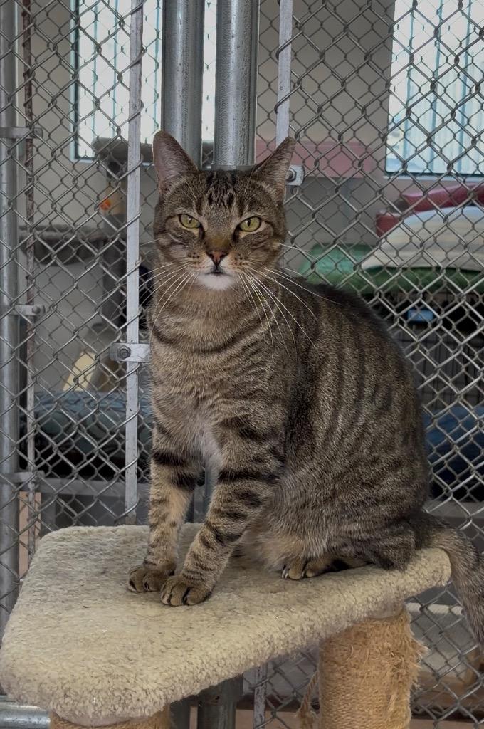Enlarge Zora, a Adoptable mixed breed in Peoria, AZ image 3/5