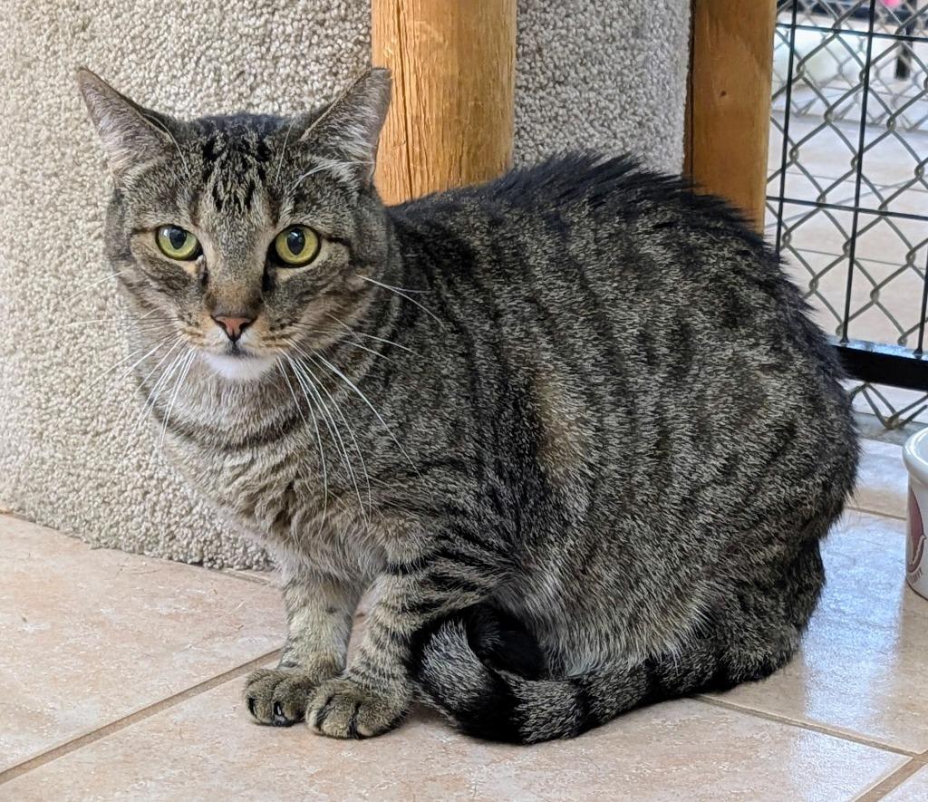 Enlarge Zora, a Adoptable mixed breed in Peoria, AZ image 2/3