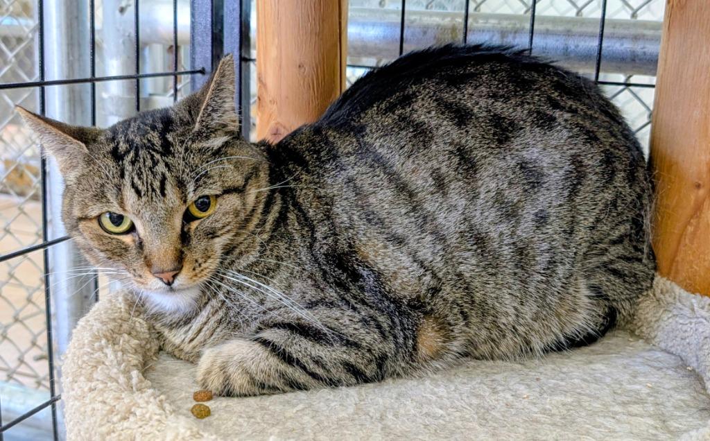 Enlarge Zora, a Adoptable mixed breed in Peoria, AZ image 3/3