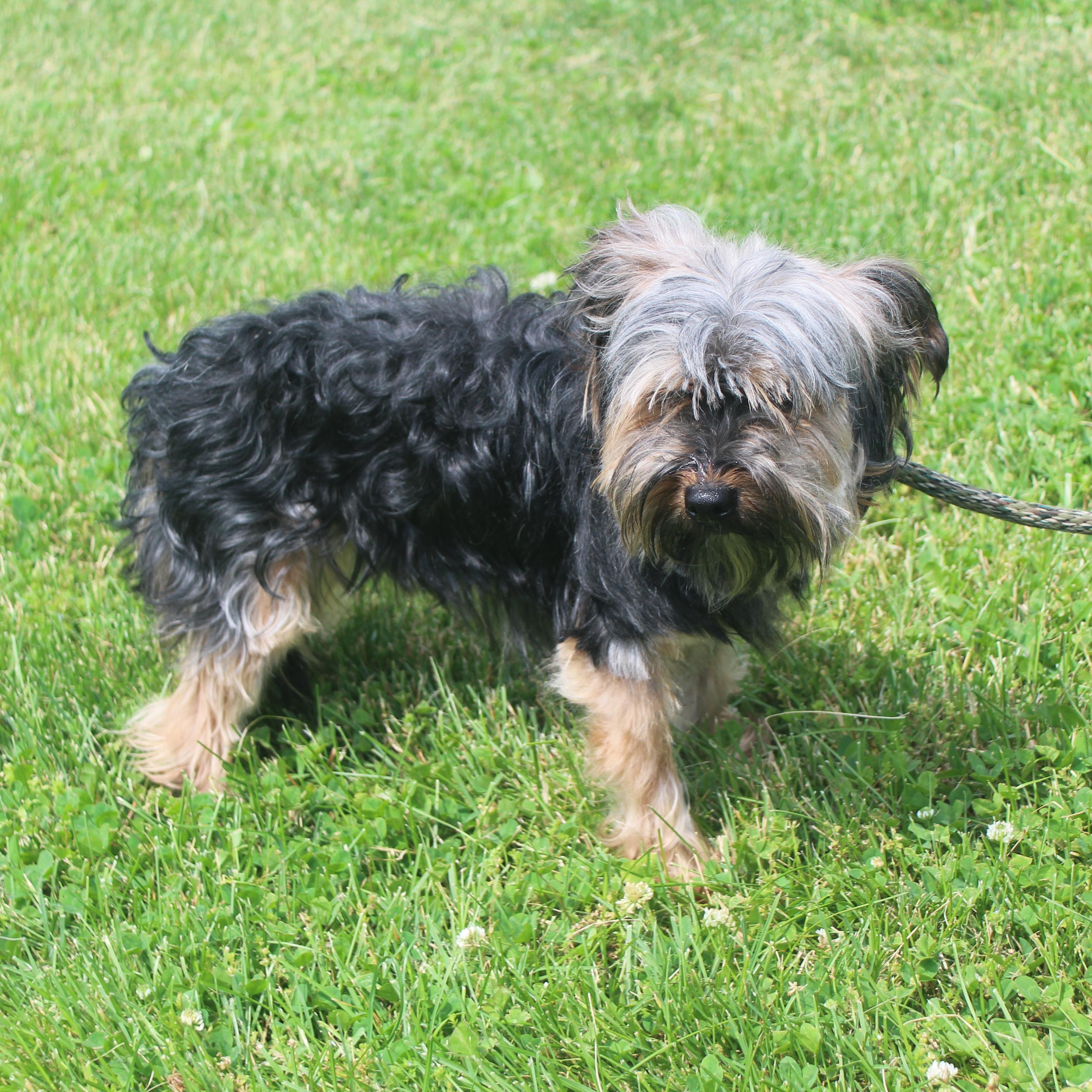 Corey (11986), ADOPTABLE, Adult Male Yorkshire Terrier.