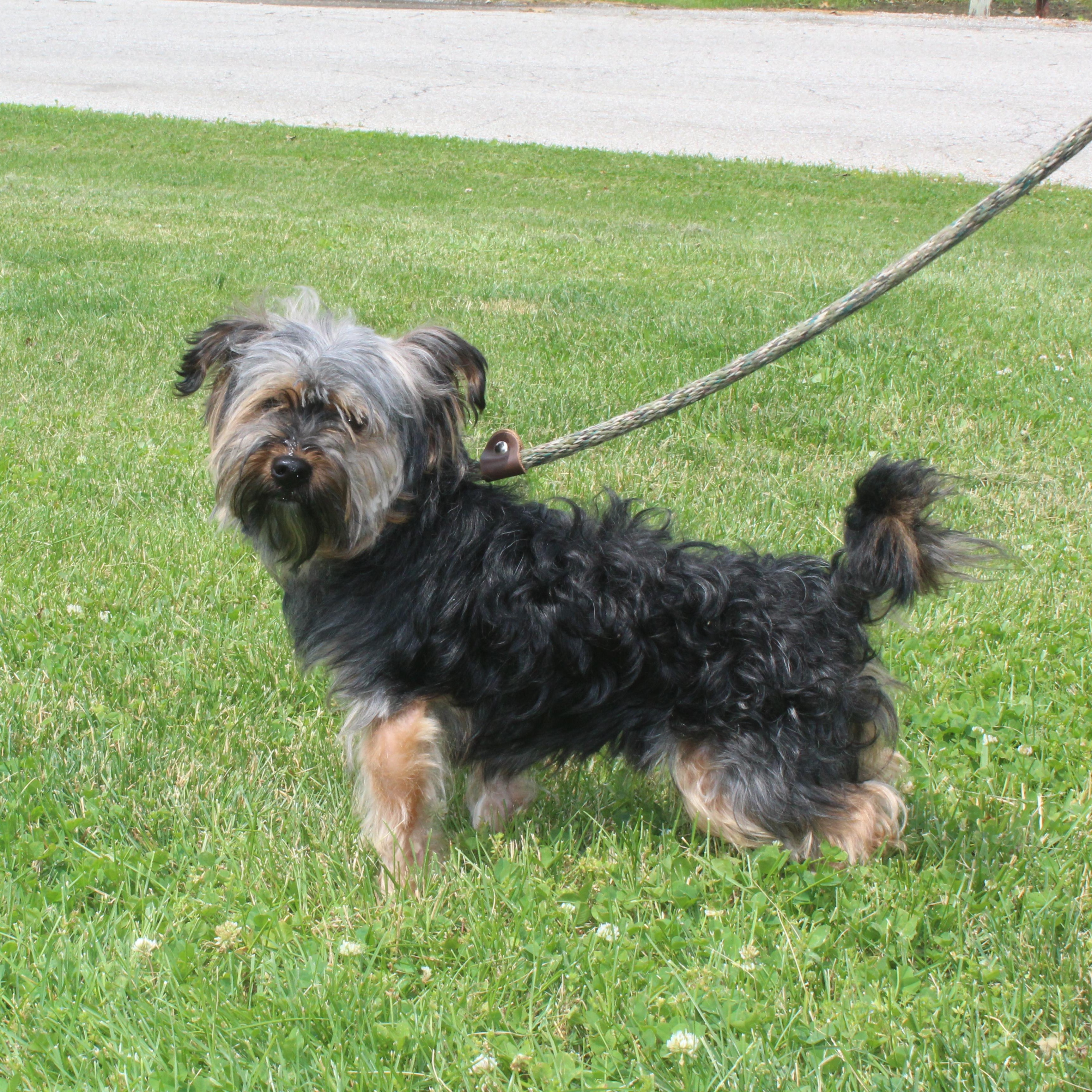 Corey (11986), a ADOPTABLE mixed breed in Heath, OH image 2/2