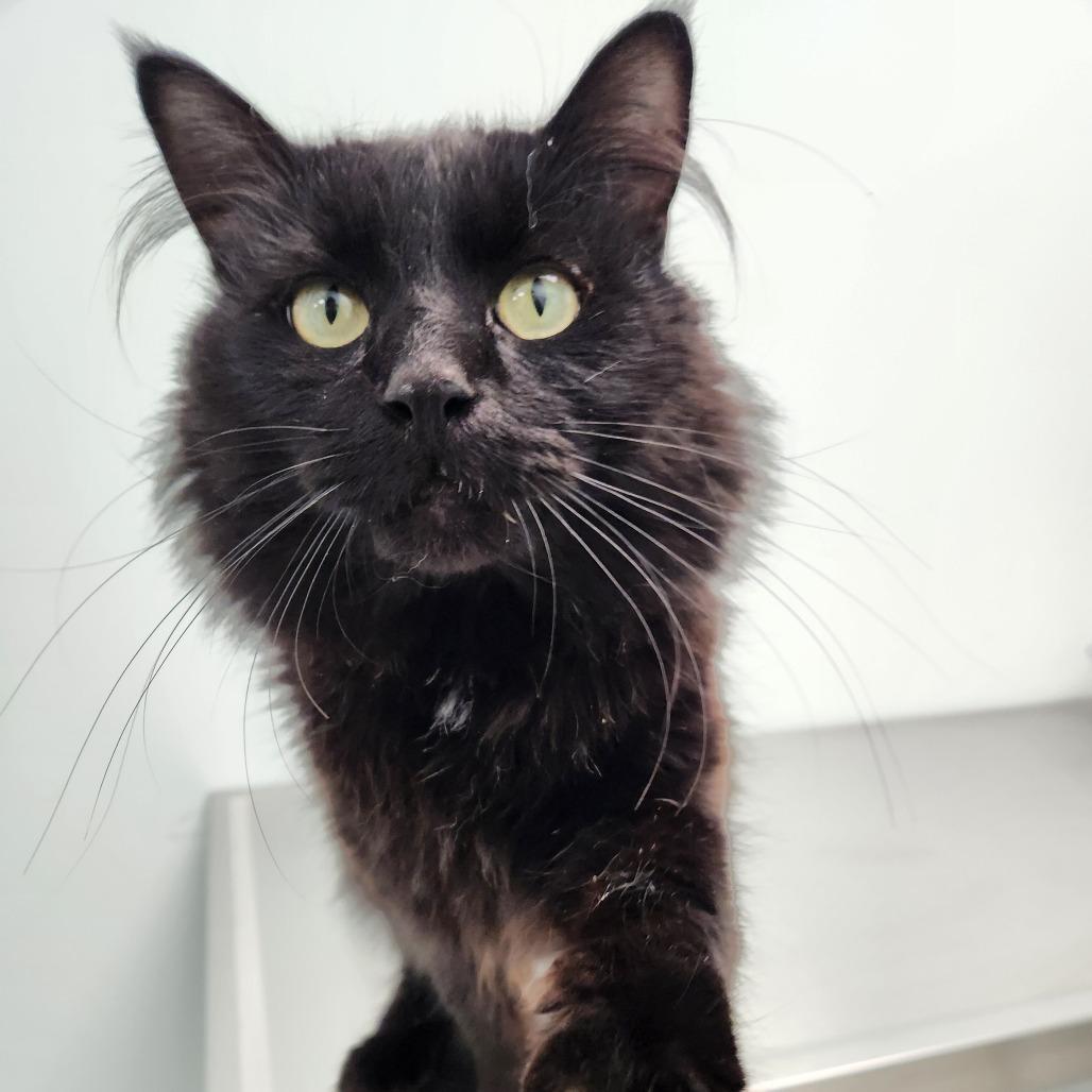 Enlarge Cobra, a Adoptable Domestic Medium Hair in Saskatoon, SK image 1/2