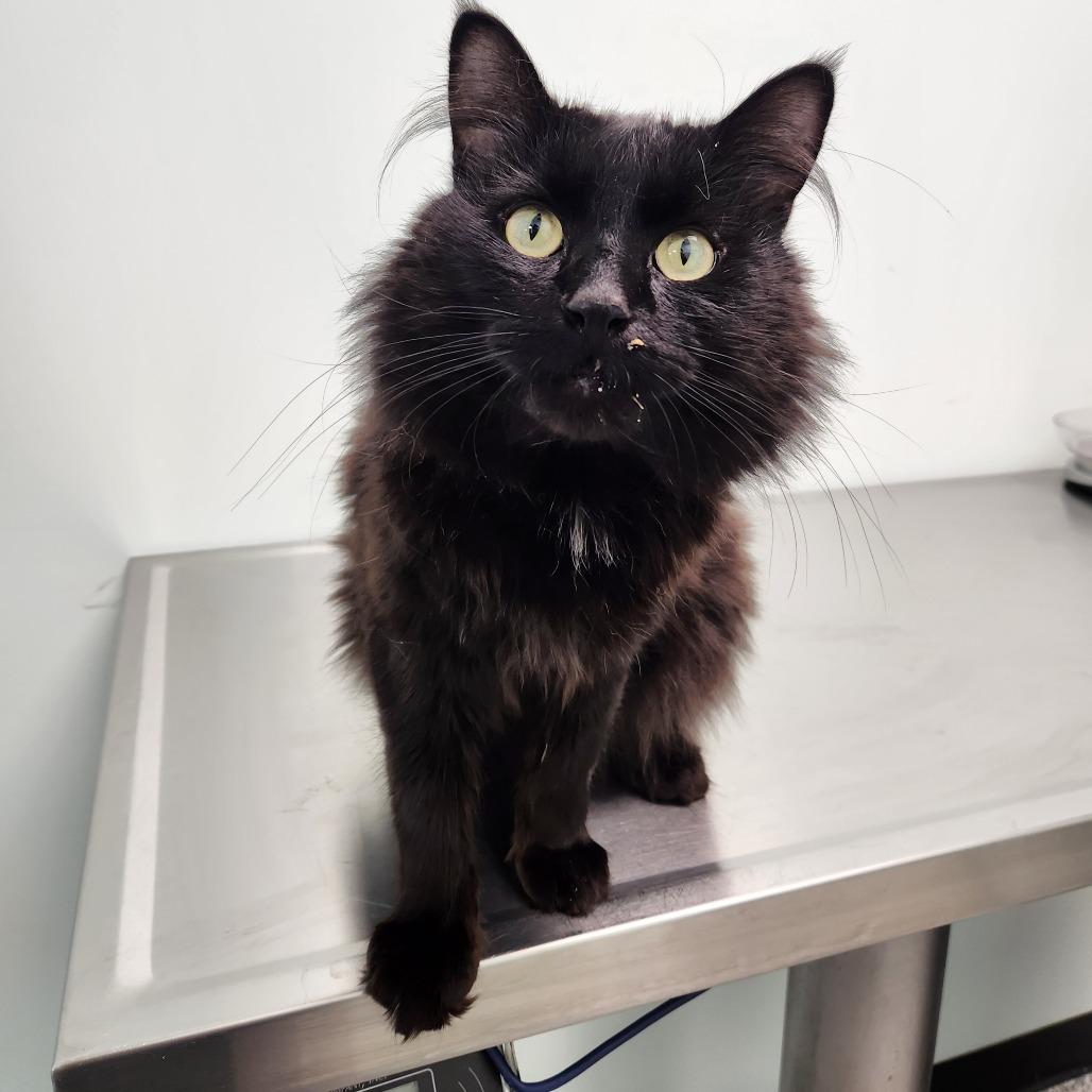 Enlarge Cobra, a Adoptable Domestic Medium Hair in Saskatoon, SK image 2/2