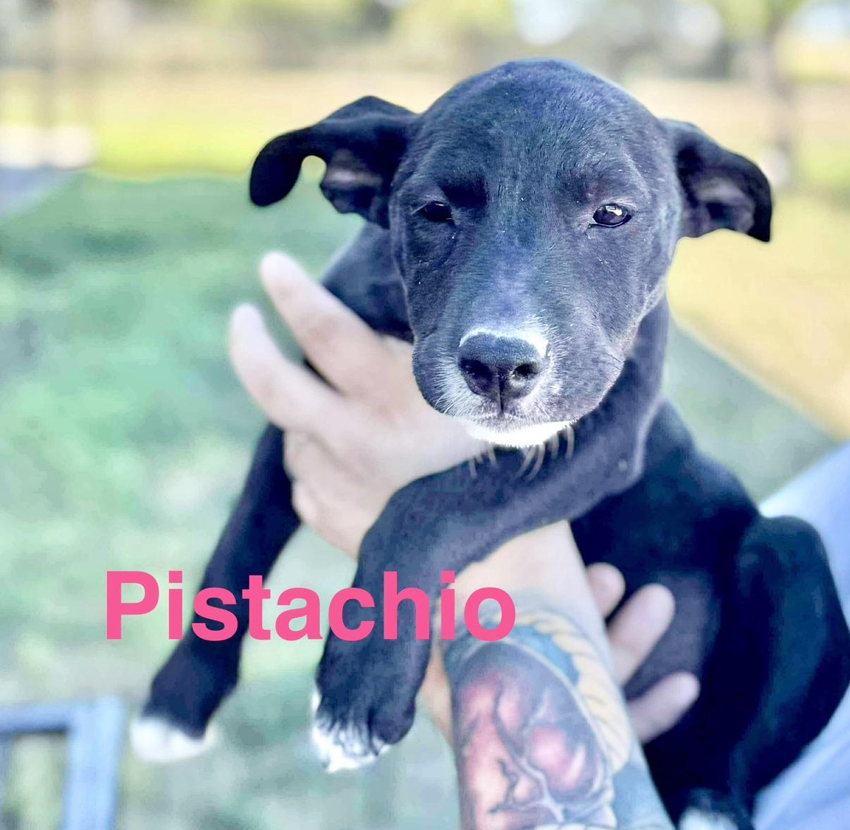 Pistachio , a Adoptable mixed breed in Vancouver , WA image 1/5