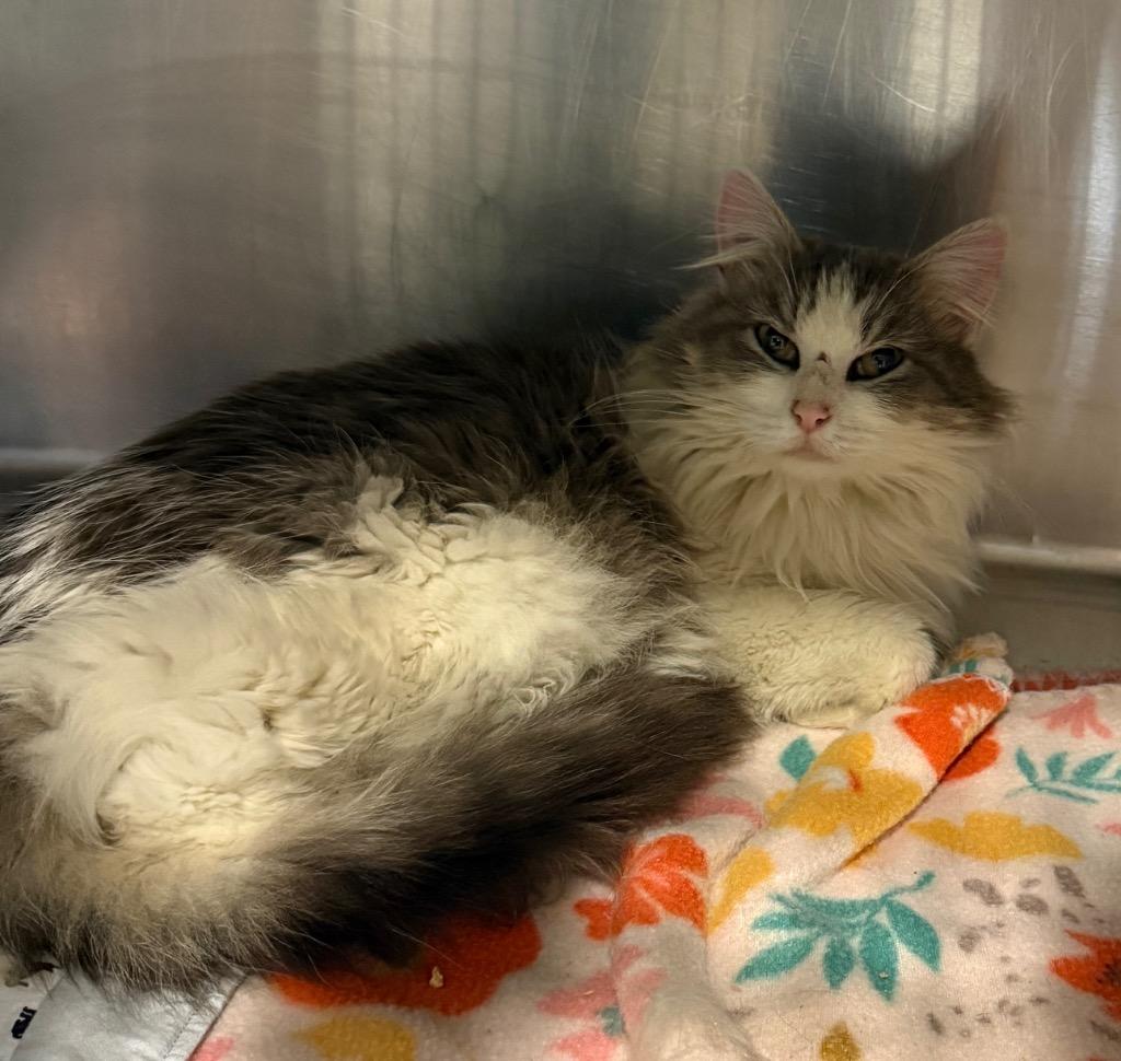 Mattie, Adoptable, Young Female Domestic Long Hair.