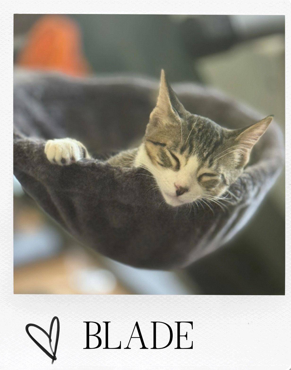 Enlarge Blade, a Adoptable mixed breed in Pensacola, FL image 1/2