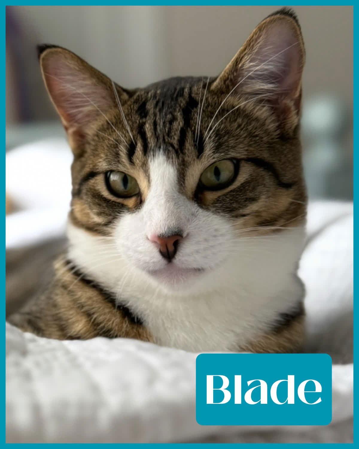 Enlarge Blade, a Adoptable mixed breed in Pensacola, FL image 2/2