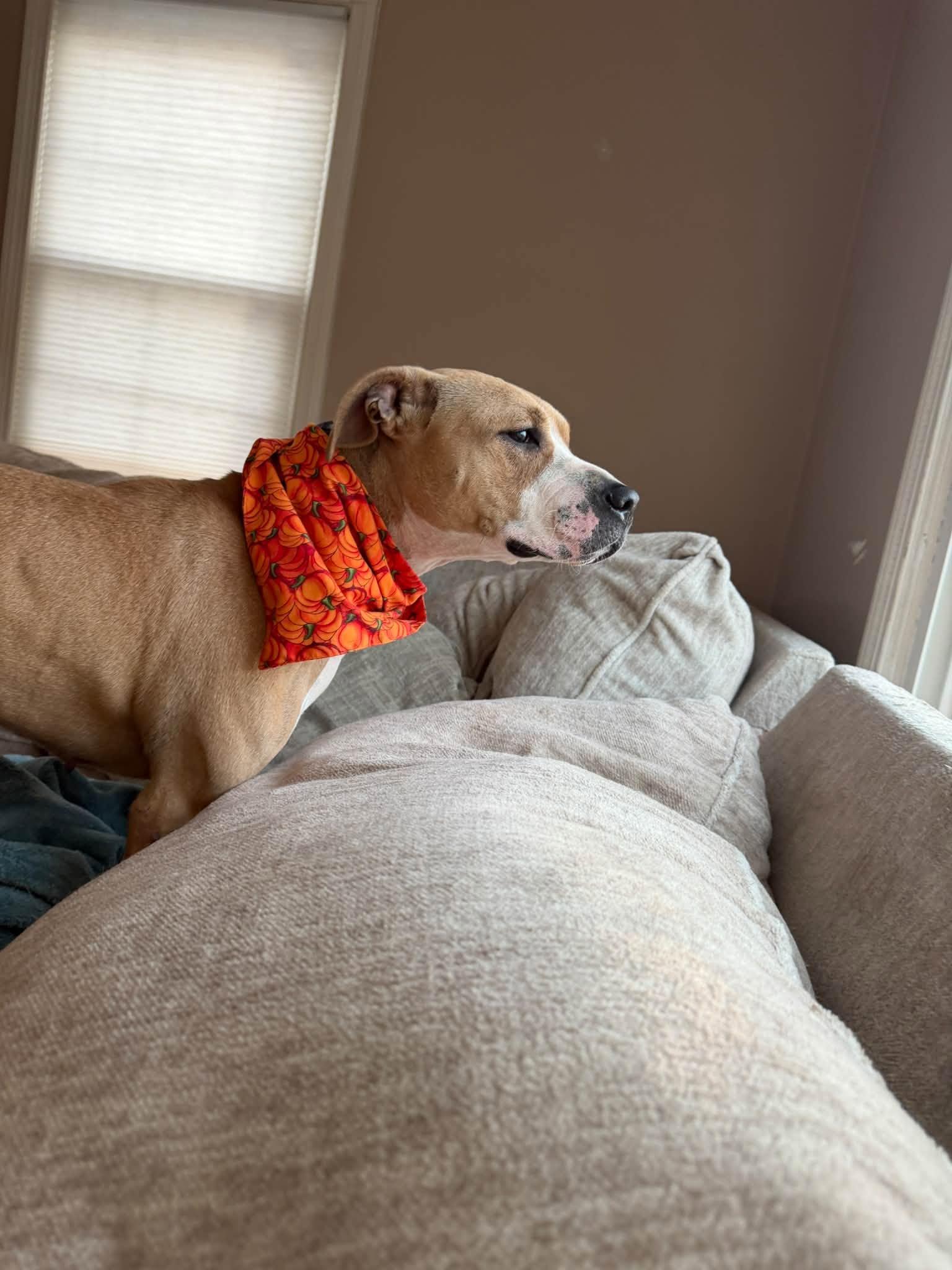 Enlarge Blondie, a Adoptable mixed breed in Cleveland, OH image 6/6