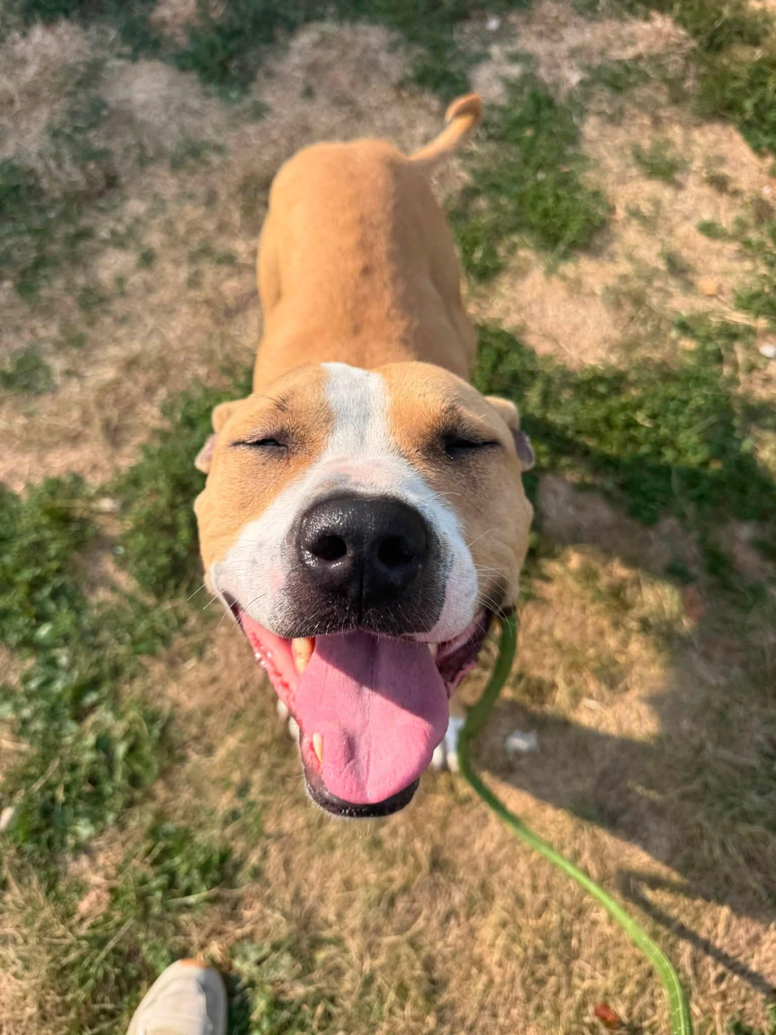 Enlarge Blondie, a Adoptable mixed breed in Cleveland, OH image 5/6