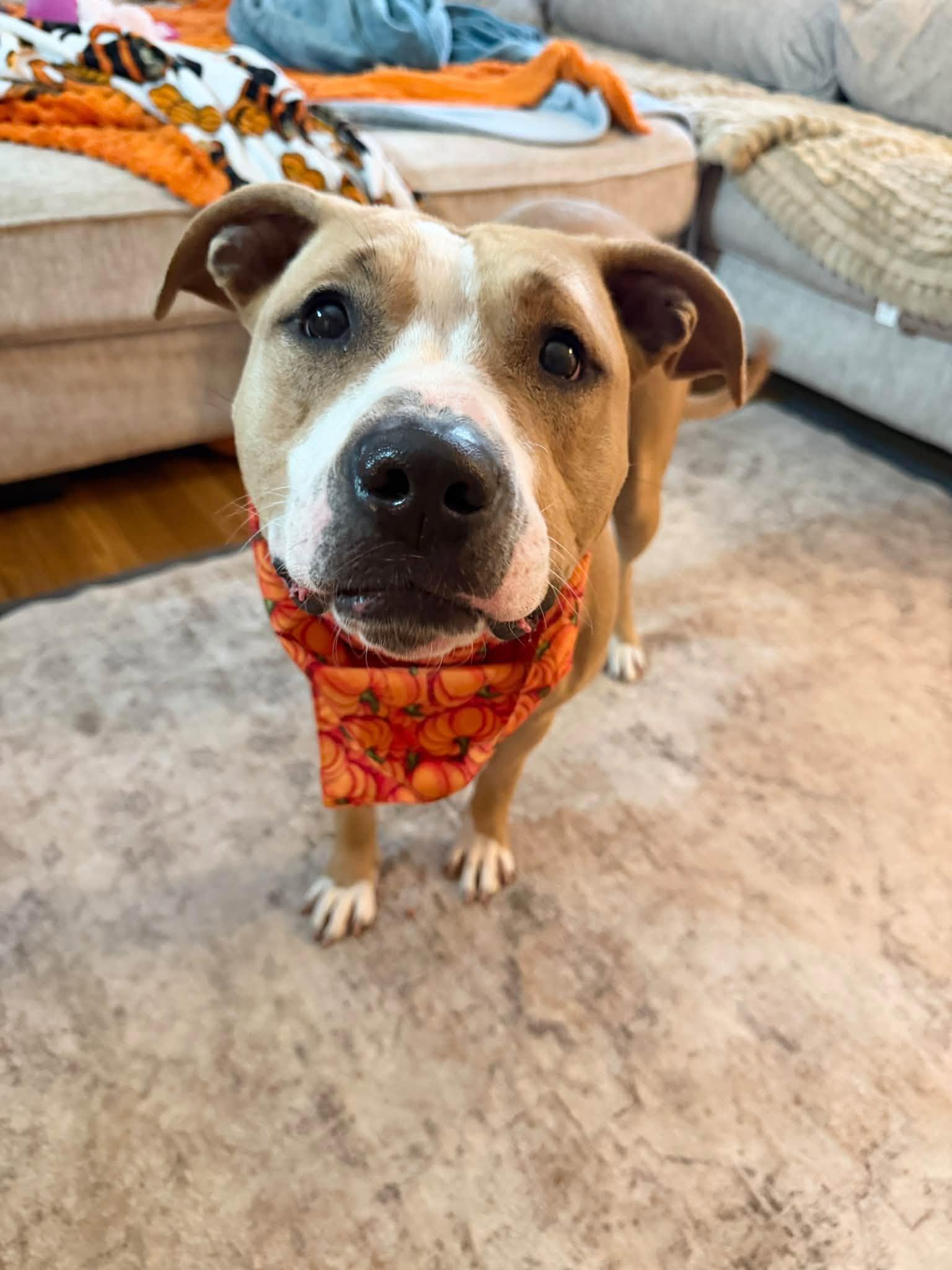 Blondie, Adoptable, Young Female Pit Bull Terrier.