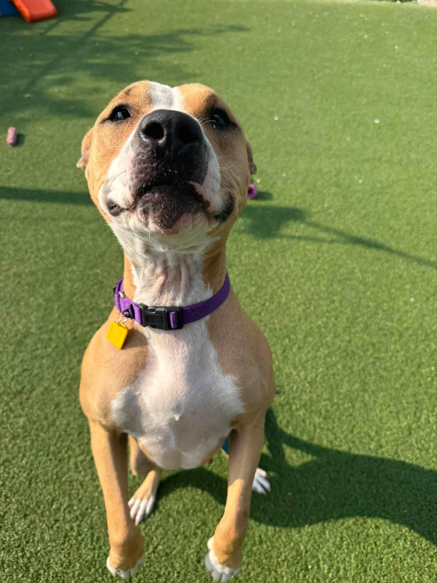 Enlarge Blondie, a Adoptable mixed breed in Cleveland, OH image 3/6