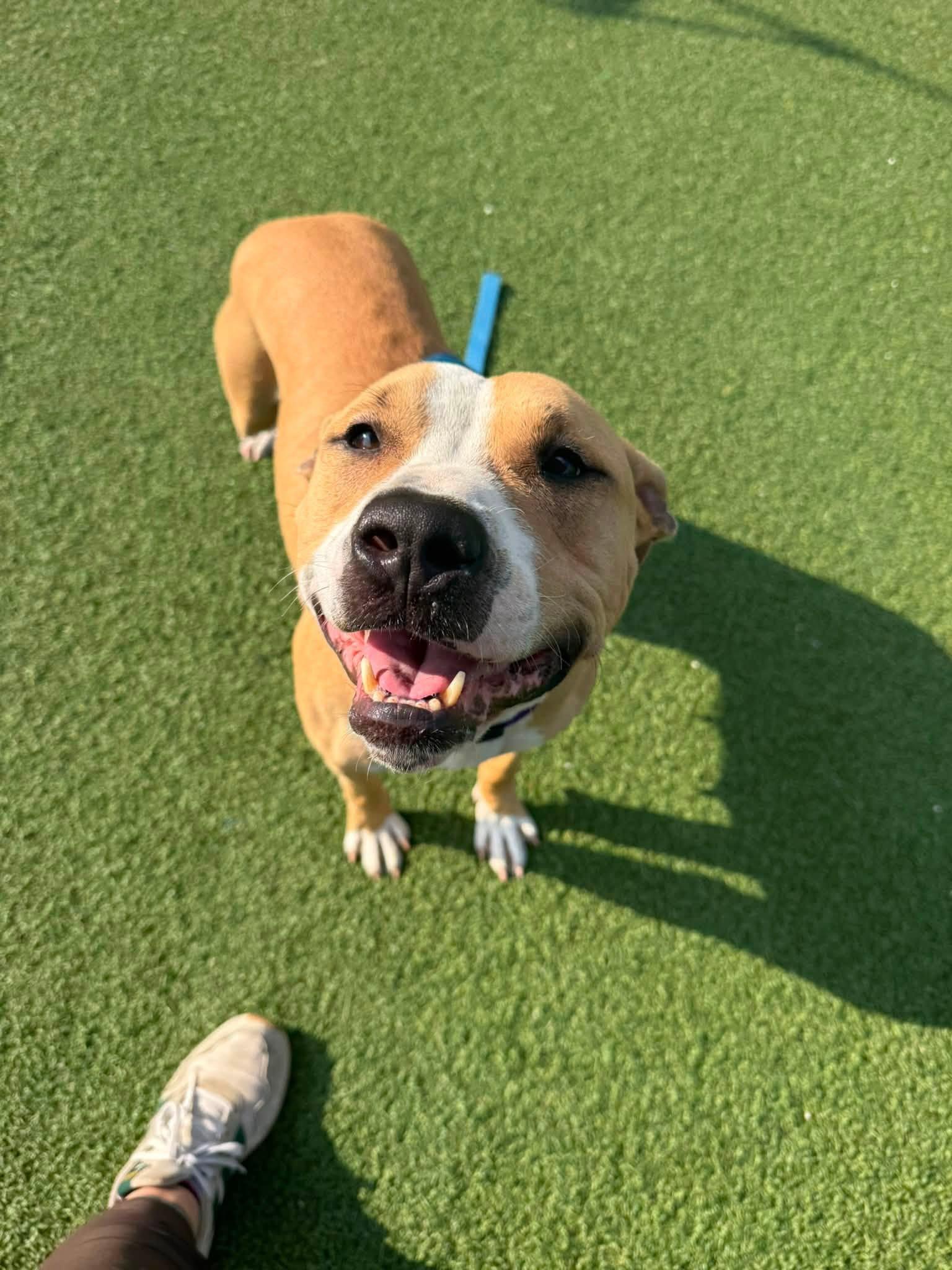 Enlarge Blondie, a Adoptable mixed breed in Cleveland, OH image 4/6