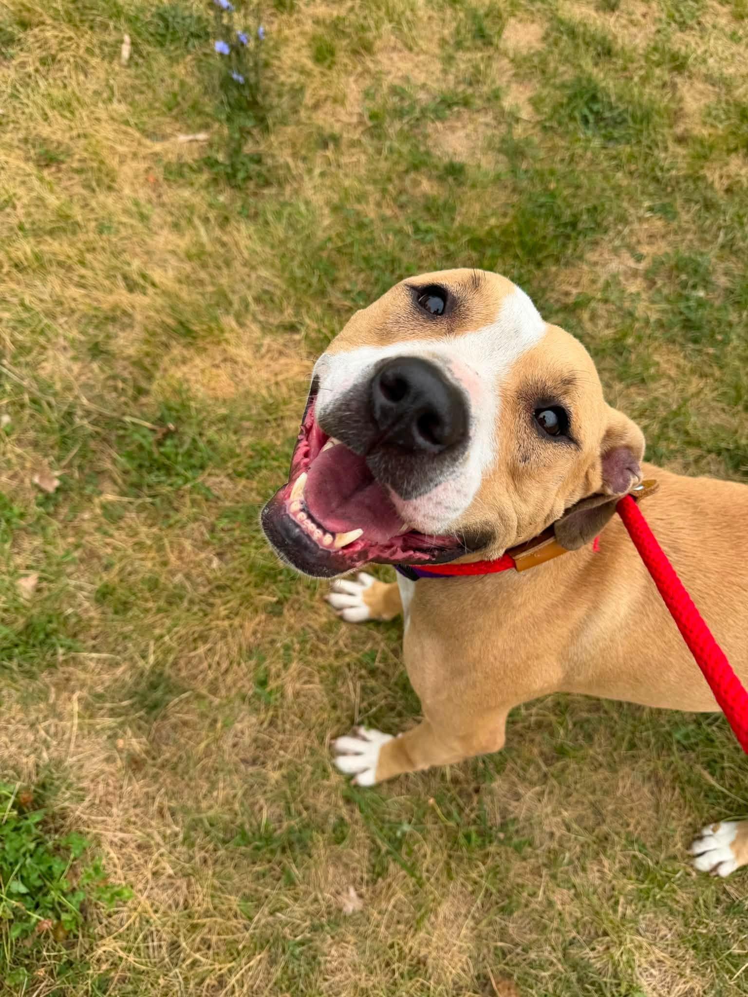 Enlarge Blondie, a Adoptable mixed breed in Cleveland, OH image 2/6