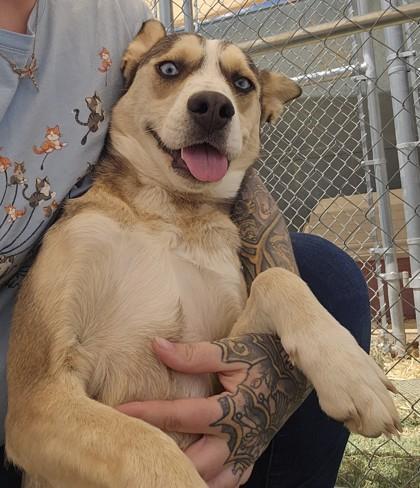 Jiggley Puff, Adoptable, Adult Female Husky & Mixed Breed.