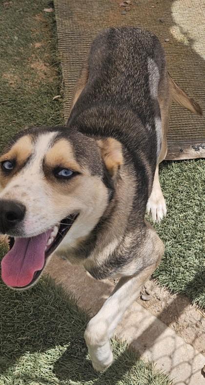 Enlarge Jiggley Puff, a Adoptable mixed breed in Edgewood, NM image 2/3