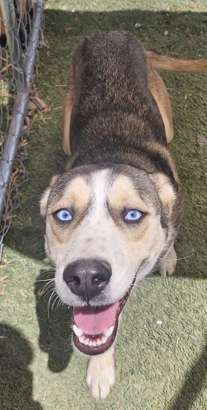 Enlarge Jiggley Puff, a Adoptable mixed breed in Edgewood, NM image 3/3
