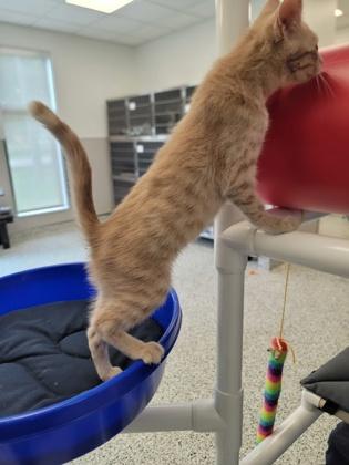 Bronze, Adoptable, Kitten Female Domestic Short Hair & Domestic Short Hair.
