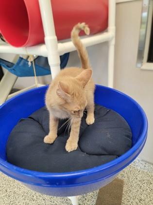 Enlarge Bronze, a Adoptable mixed breed in Fergus Falls, MN image 2/3