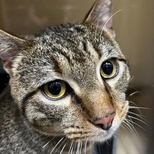 Enlarge Troy, a ADOPTABLE Domestic Short Hair in Converse, TX image 1/1