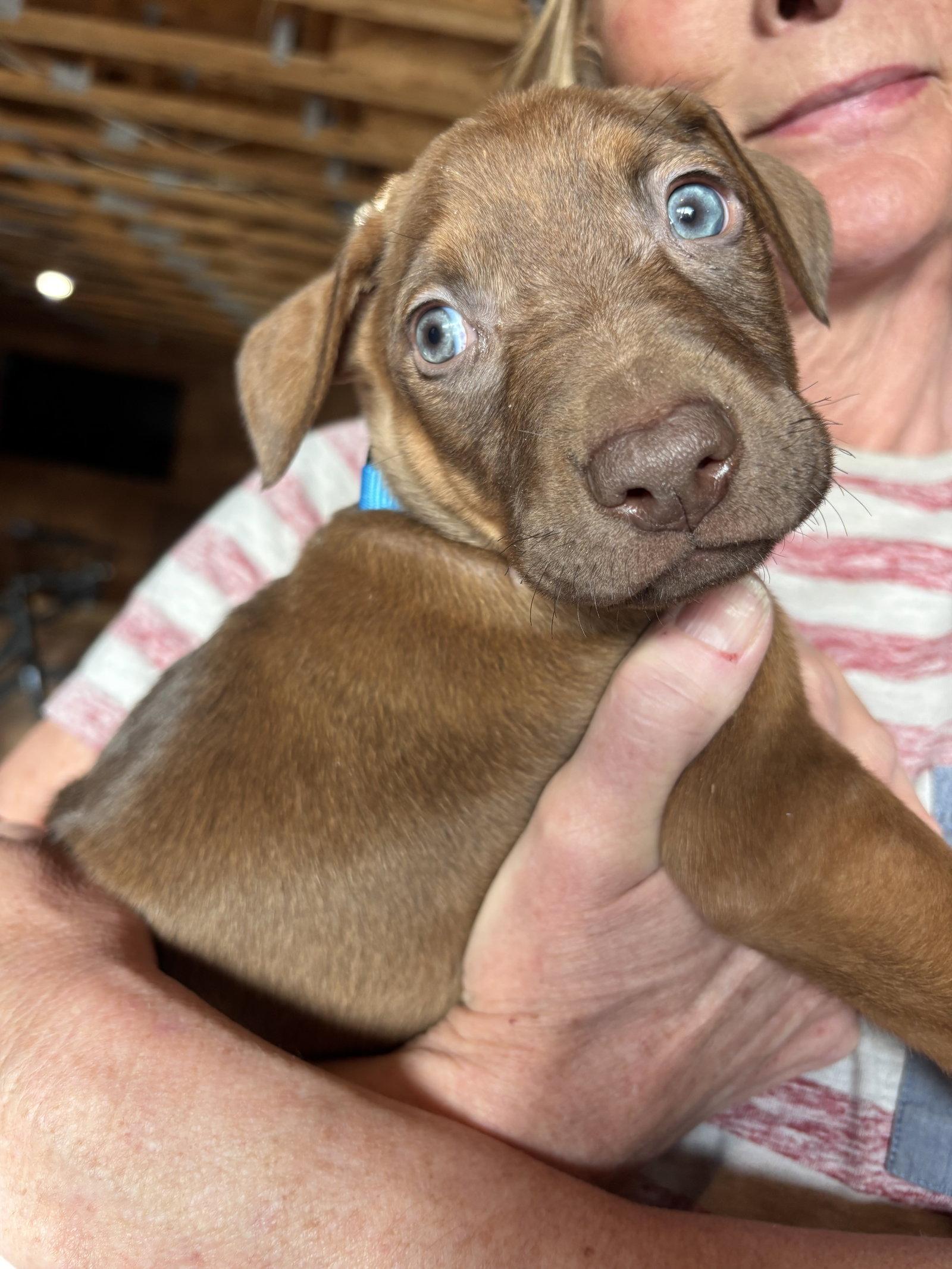 Otis, Adopted, Puppy Male Doberman Pinscher & Dutch Shepherd.