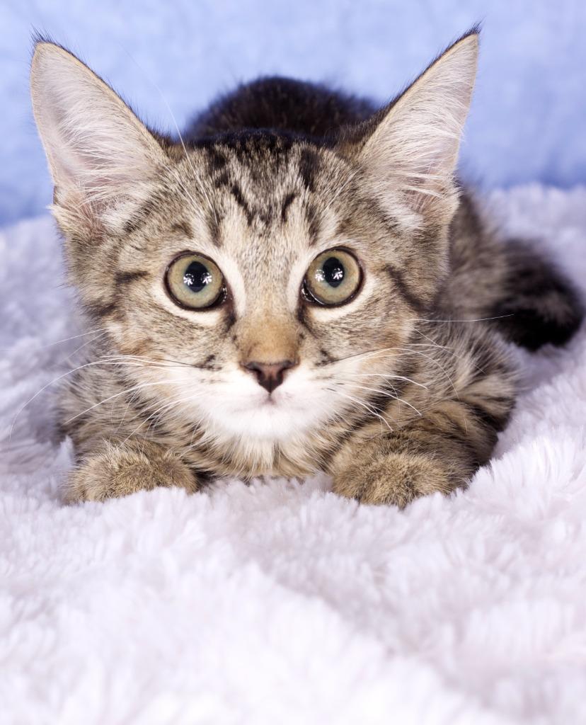 Sawyer, Adoptable, Kitten Male Domestic Short Hair.