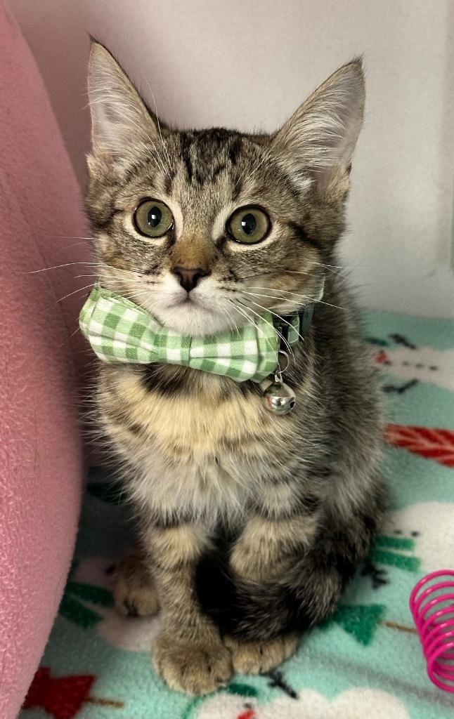 Enlarge Sawyer, a Adoptable mixed breed in Gilbert, AZ image 2/4