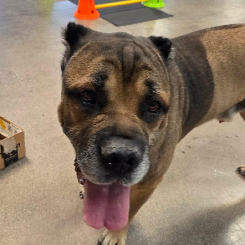Enlarge Zeus A1423401, a Adoptable Cane Corso in Las Vegas, NV image 1/5
