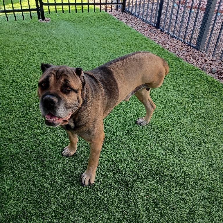 Enlarge Zeus A1423401, a Adoptable Cane Corso in Las Vegas, NV image 2/5