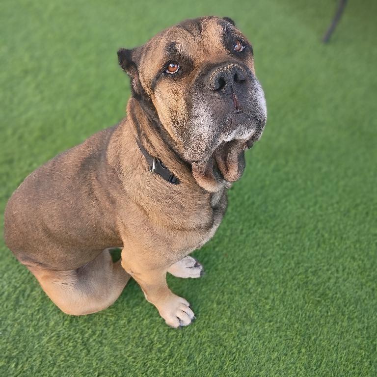 Enlarge Zeus A1423401, a Adoptable Cane Corso in Las Vegas, NV image 3/5