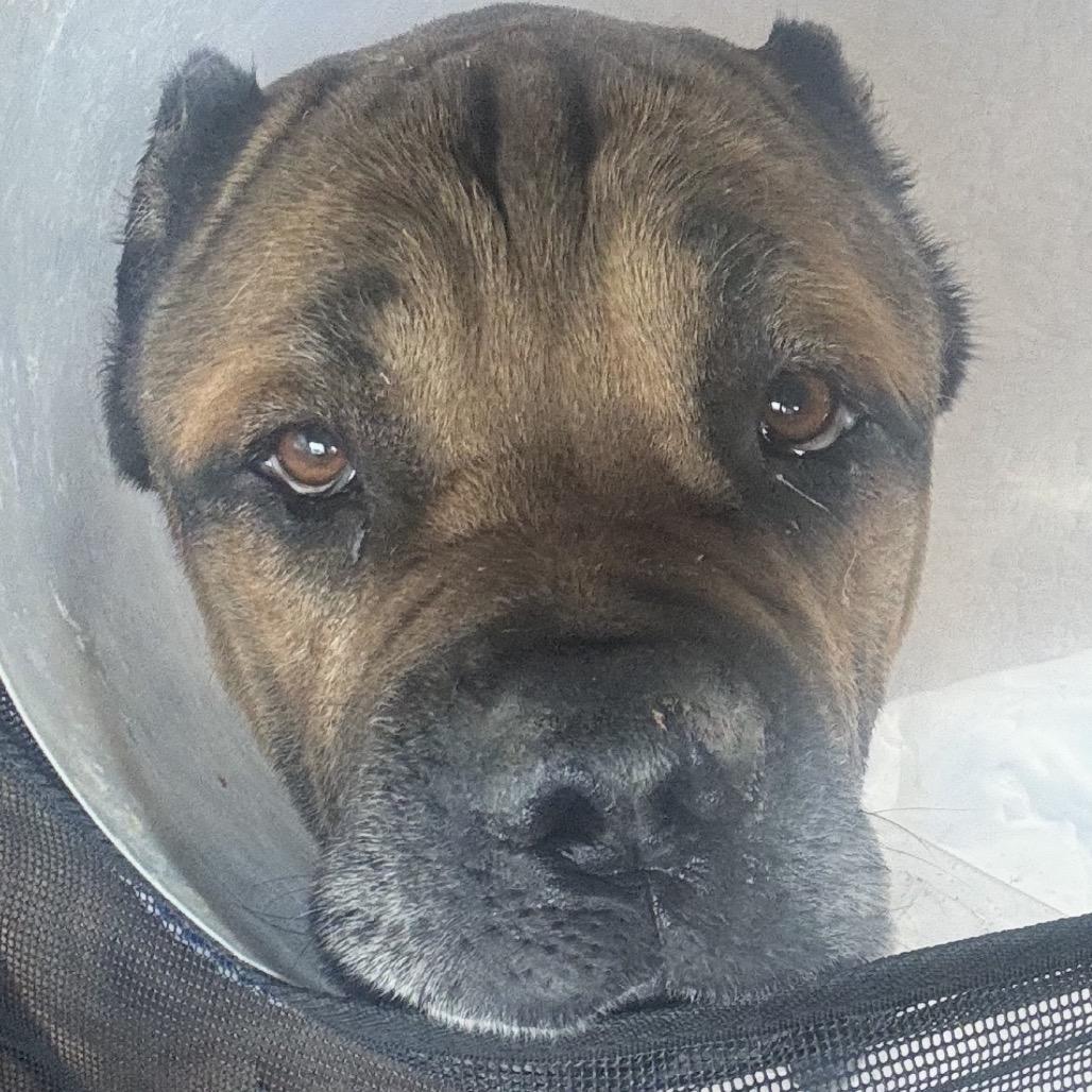 Enlarge Zeus A1423401, a Adoptable Cane Corso in Las Vegas, NV image 4/5