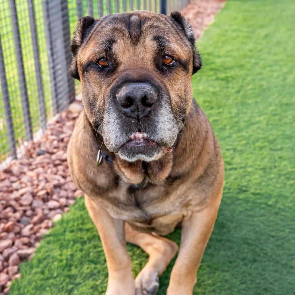 Enlarge Zeus A1423401, a Adoptable Cane Corso in Las Vegas, NV image 5/5