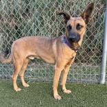 Rammy — thumbnail 3