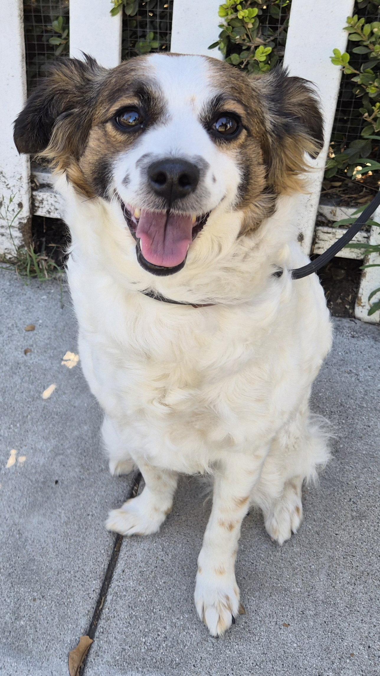 Shirley, Adopted, Young Female Papillon & Spaniel.