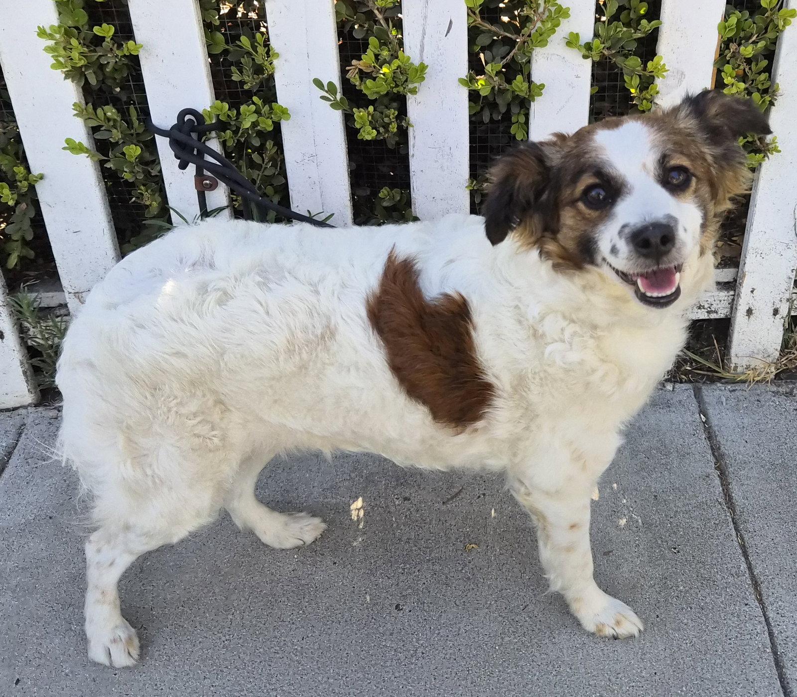 Enlarge Shirley, a Adopted mixed breed in Los Angeles, CA image 2/3