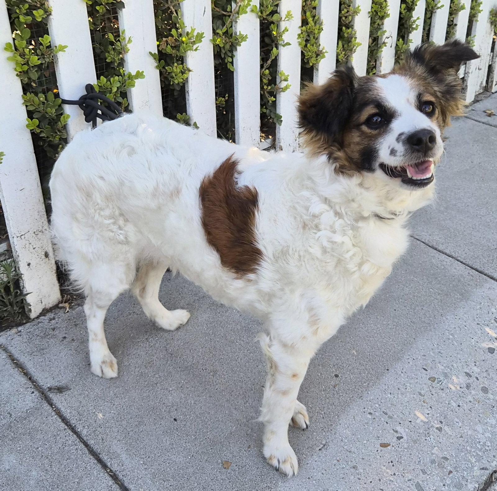 Enlarge Shirley, a Adopted mixed breed in Los Angeles, CA image 3/3