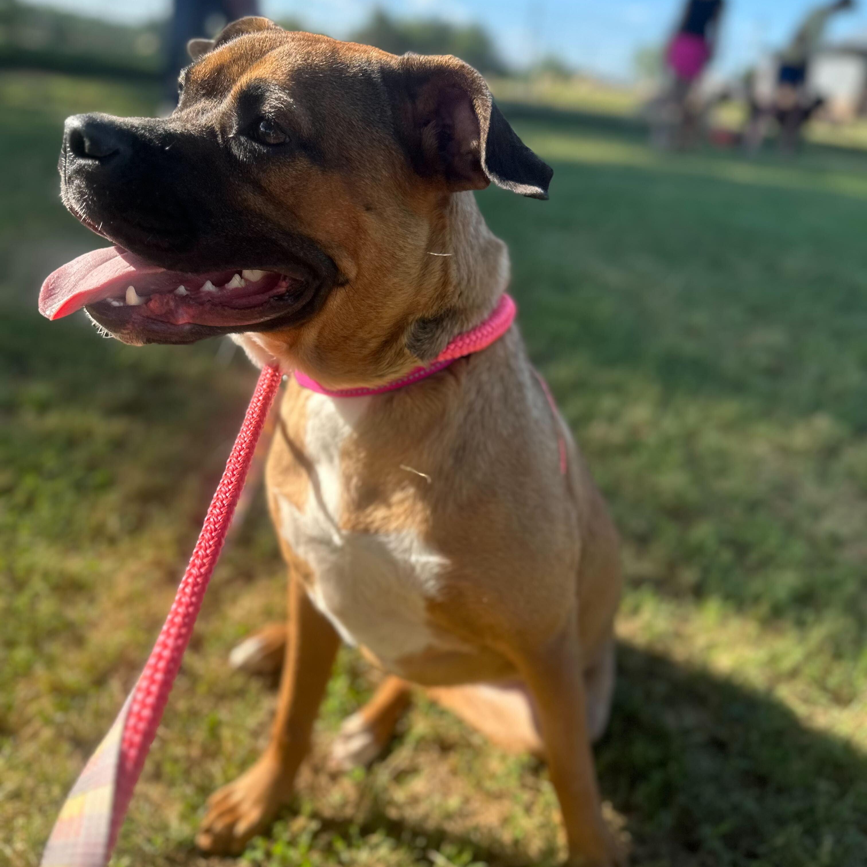 Enlarge Maple, a Adoptable mixed breed in Anderson , SC image 5/5