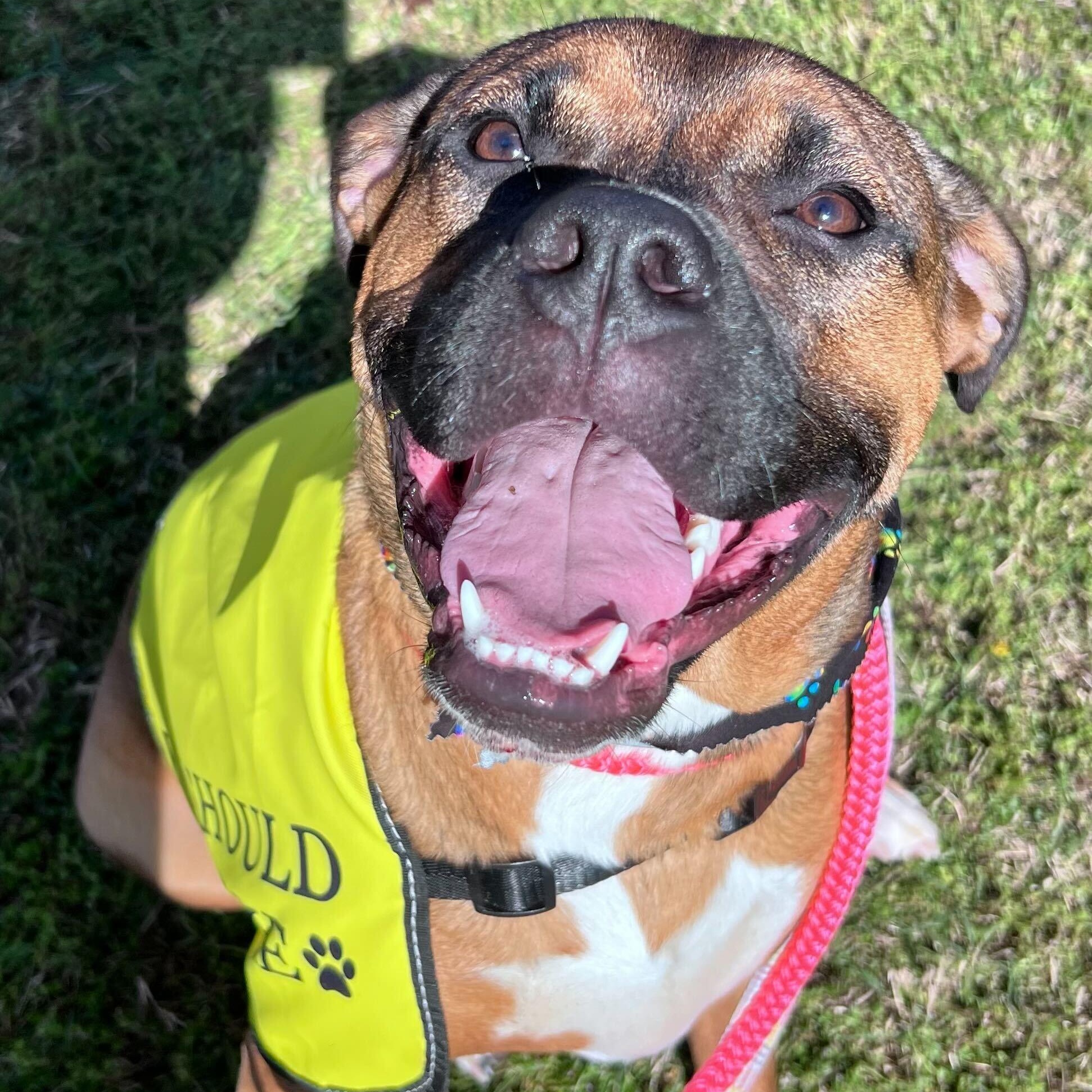 Maple, Adoptable, Young Female Boxer.