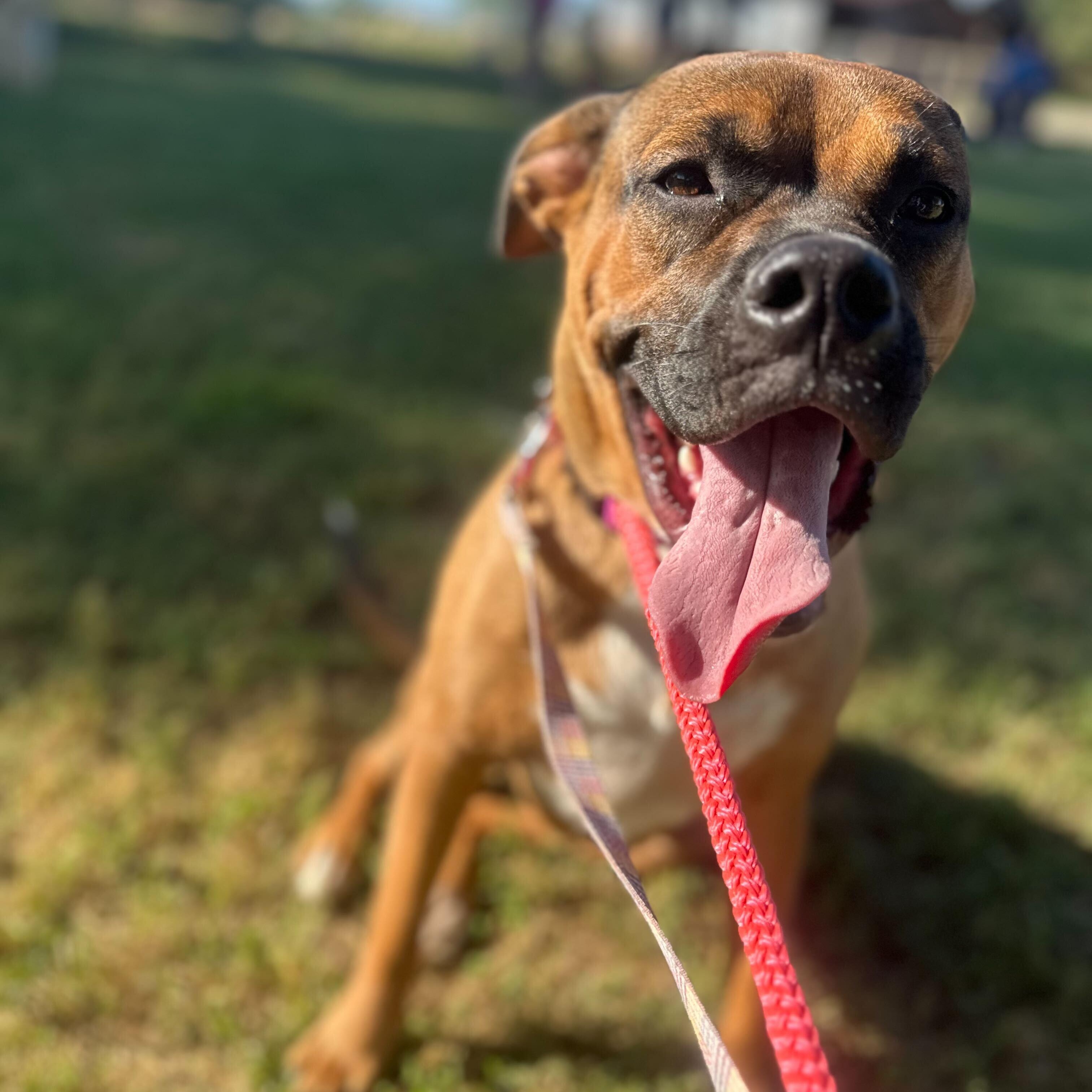 Maple, Adoptable, Young Female Boxer.
