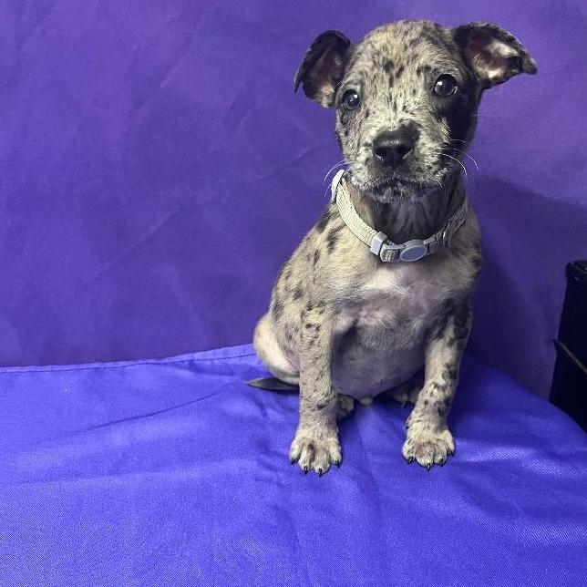 Archie fka Kazoo, Adoptable, Young Male Catahoula Leopard Dog & Mixed Breed.