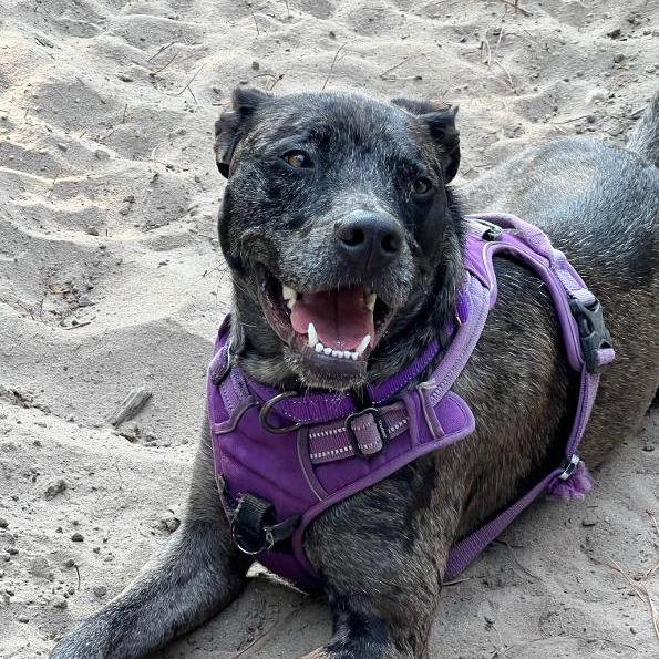Archie fka Kazoo, a Adoptable mixed breed in North Myrtle Beach, SC image 2/4