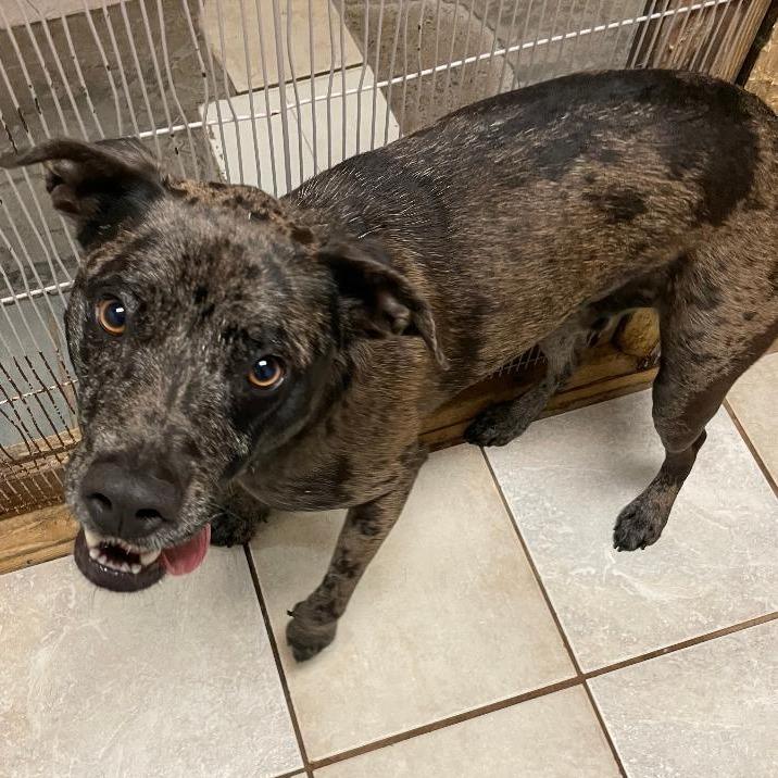 Enlarge Archie fka Kazoo, a Adoptable mixed breed in North Myrtle Beach, SC image 2/2