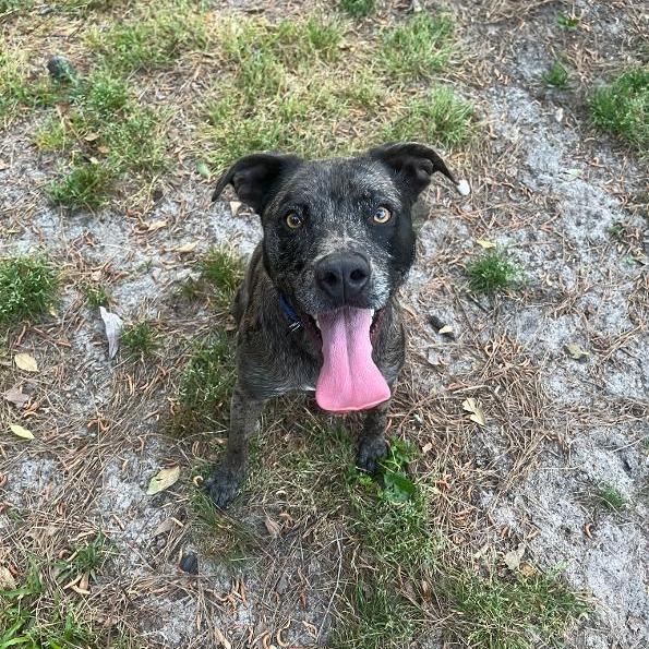 Archie fka Kazoo, a Adoptable mixed breed in North Myrtle Beach, SC image 4/4